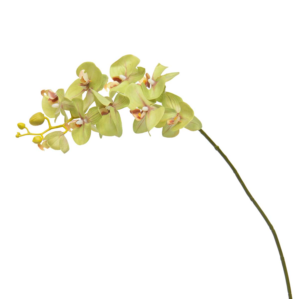 b50 REAL TOUCH PHALAENOPSIS ORCHID 5"X30.5" GREEN